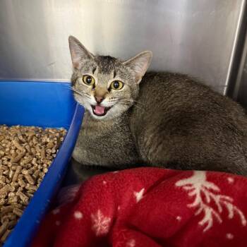 Ammon- Hazel -  Domestic Short Hair Cat for Adoption in Idaho Falls, Idaho - Ammon- Hazel | PetCurious