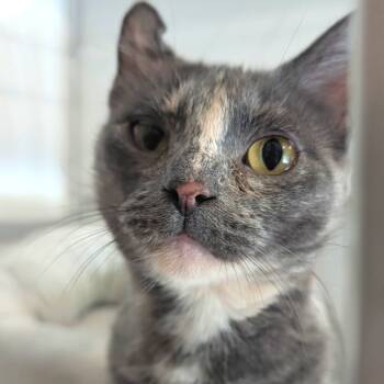 Rescue Domestic Short Hair Cats for Adoption in Saint Charles, Missouri - Stephanie | PetCurious
