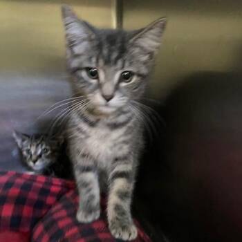 California -  Domestic Short Hair Cat for Adoption in Dayton, Ohio - California | PetCurious