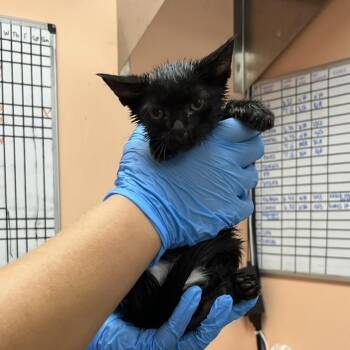 Penelope 5954 -  Domestic Short Hair Cat for Adoption in Hamilton, Georgia - Penelope 5954 | PetCurious