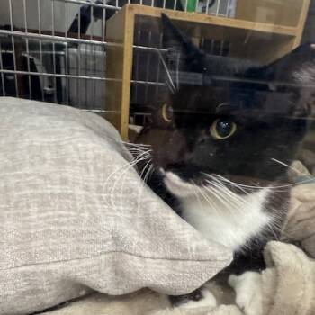 Rescue Domestic Short Hair Cats for Adoption in Sandy Springs, Georgia - Sir Humphrey | PetCurious