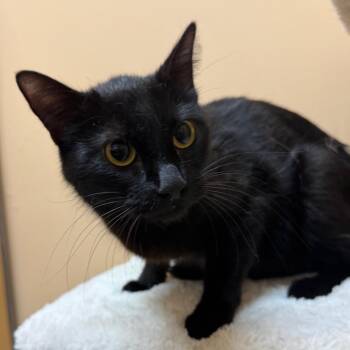 Domestic Short Hair Cats Available for Adoption in Midland, Texas - FWT Momma | PetCurious