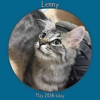 Lenny -  Domestic Long Hair Cat for Adoption in Vacaville, California - Lenny | PetCurious
