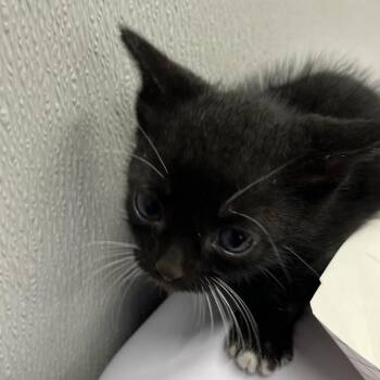 Harden -  Domestic Short Hair Cat for Adoption in Tampa, Florida - Harden | PetCurious