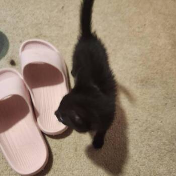 Blackberry -  Domestic Short Hair Cat for Adoption in Rochester, Minnesota - Blackberry | PetCurious