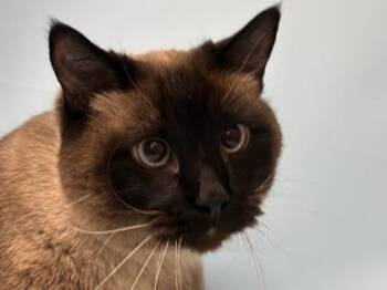 Henry -  Siamese and Domestic Short Hair Cat for Adoption in Golden Valley, Minnesota - Henry | PetCurious