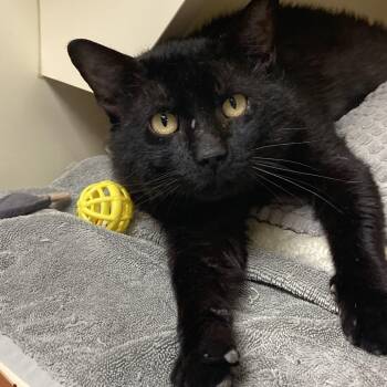 Rescue Domestic Short Hair Cats for Adoption in South Elgin, Illinois - Gator | PetCurious