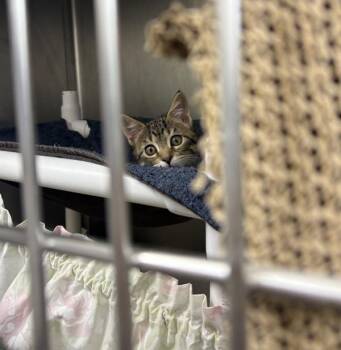 Clover -  Domestic Short Hair Cat for Adoption in Santa Rosa, California - Clover | PetCurious