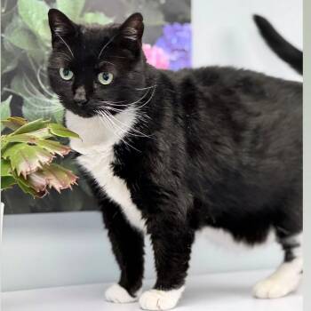 Domestic Short Hair Cats Available for Adoption - Emily  | PetCurious