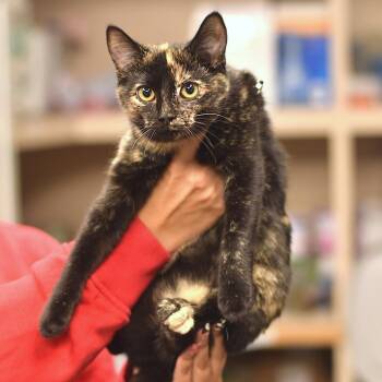 Snow White -  Domestic Short Hair Cat for Adoption in Belleville, Illinois - Snow White | PetCurious
