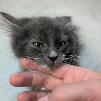 Loon -  Domestic Medium Hair Cat for Adoption in Spanish Fork, Utah - Loon | PetCurious
