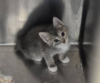 ORION -  Domestic Short Hair Cat for Adoption in Decatur, Illinois - ORION | PetCurious