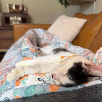 Clarabelle -  Domestic Short Hair Cat for Adoption in Charlotte, North Carolina - Clarabelle | PetCurious