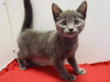 FILMORE -  Domestic Short Hair Cat for Adoption in Sacramento, California - FILMORE | PetCurious