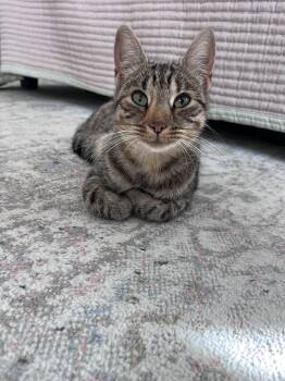 Wendy -  Domestic Short Hair Cat for Adoption in Victor, New York - Wendy | PetCurious