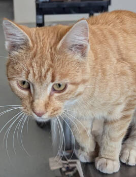 Rescue Domestic Short Hair Cats for Adoption in Portland, Indiana - Pumpkin | PetCurious