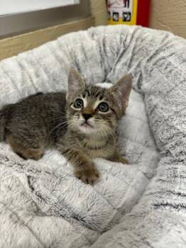 Rescue Tabby Cats for Adoption in Parlier, California - Big Foot | PetCurious