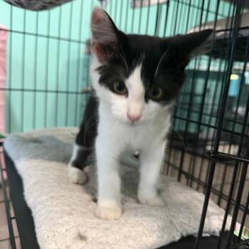 Crystal -  Domestic Short Hair Cat for Adoption in Marion, Virginia - Crystal | PetCurious