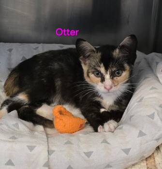 Rescue Domestic Short Hair Cats for Adoption in Mingus, Texas - Otter | PetCurious