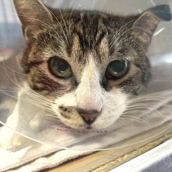 Domestic Short Hair Cats Available for Adoption in Leander, Texas - Copurrnica | PetCurious