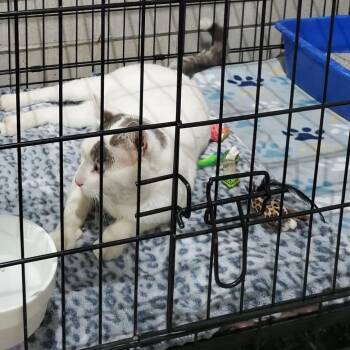 Casper -  Domestic Medium Hair Cat Available for Adoption in Mondovi, Wisconsin - Casper | PetCurious