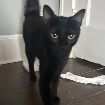 Lola -  Domestic Short Hair Cat for Adoption in Buffalo, Minnesota - Lola | PetCurious