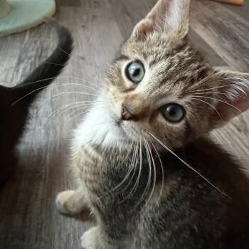 Lennox -  Domestic Short Hair Cat for Adoption in Fredericksburg, Virginia - Lennox | PetCurious