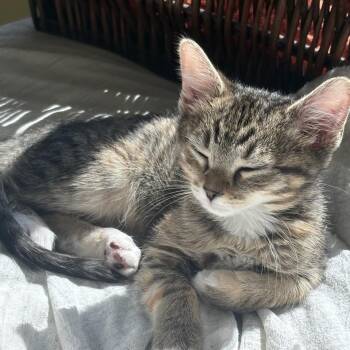 Yogi -  Domestic Short Hair Cat for Adoption in Westminster, California - Yogi | PetCurious
