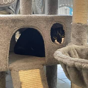 Wishbone -  Domestic Short Hair Cat Available for Adoption in Wantagh, New York - Wishbone | PetCurious
