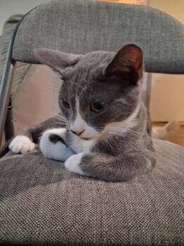 Slinky -  Domestic Short Hair Cat for Adoption in Rio Linda, California - Slinky | PetCurious