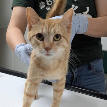 Luna R -  Domestic Short Hair Cat for Adoption in Canton, Illinois - Luna R | PetCurious