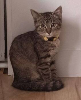 Rescue Domestic Short Hair Cats for Adoption in San Diego, California - Sandy | PetCurious