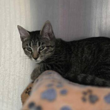 Mindy -  Domestic Medium Hair Cat for Adoption in Falls Church, Virginia - Mindy | PetCurious