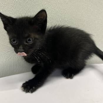 Maribel -  Domestic Short Hair Cat for Adoption in Clearwater, Florida - Maribel | PetCurious
