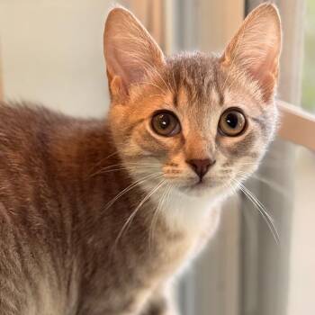 Caris -  Domestic Short Hair Cat for Adoption in Cumming, Georgia - Caris | PetCurious