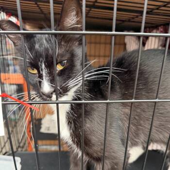 Frances -  Domestic Short Hair Cat for Adoption in Los Angeles, California - Frances | PetCurious
