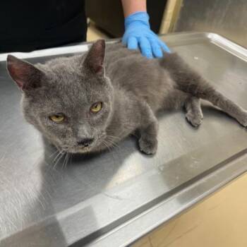 Domestic Short Hair Cats Available for Adoption - Simpson | PetCurious