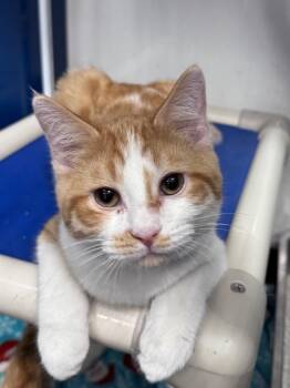 Tabby Cats Available for Adoption - Chutney | PetCurious