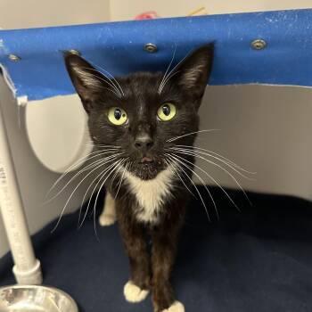 Domestic Short Hair Cats Available for Adoption in Los Angeles, California - Felicia | PetCurious