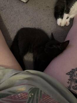 Clank -  Domestic Medium Hair Cat for Adoption in Dallas, Texas - Clank | PetCurious