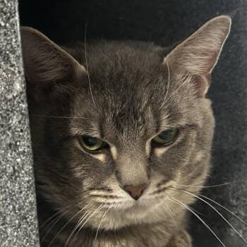 Domestic Short Hair Cats Available for Adoption - Mitch | PetCurious