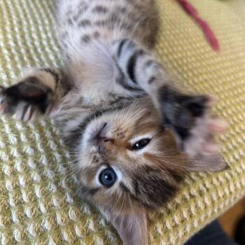 Domestic Short Hair Cats Available for Adoption in Little Rock, Arkansas - Azalea 26-019 | PetCurious