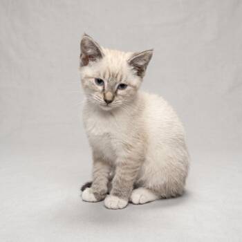 Pluto -  Domestic Short Hair Cat for Adoption in Springfield, Ohio - Pluto | PetCurious