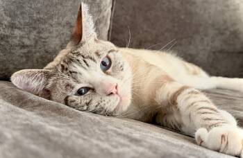 Quincy (Bonded with Junior) -  Domestic Short Hair and Siamese Cat for Adoption in Oakland, California - Quincy (Bonded With Junior) | PetCurious