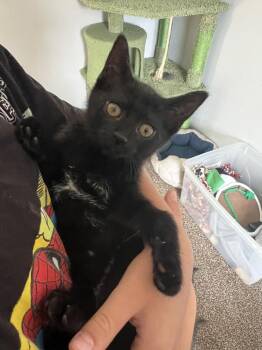 Lihua -  Domestic Short Hair Cat for Adoption - Lihua | PetCurious