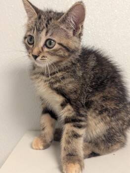 South -  Domestic Short Hair Cat for Adoption in St. Cloud, Minnesota - South | PetCurious