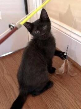 Johnny -  Domestic Short Hair Cat for Adoption in Quakertown, Pennsylvania - Johnny | PetCurious