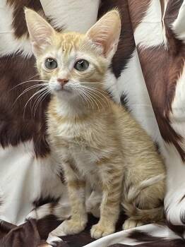 Domestic Short Hair and Tabby Cats Available for Adoption in San Diego, California - Besarah | PetCurious