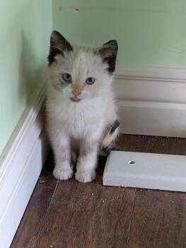 Tuna -  Domestic Long Hair Cat for Adoption in Fruit Heights, Utah - Tuna | PetCurious
