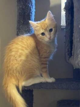 Rescue Tabby and Domestic Medium Hair Cats for Adoption in Minneapolis, Minnesota - Captain America | PetCurious